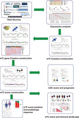 Comprehensive Analysis of 5-Methylcytosine (m5C) Regulators and the Immune Microenvironment in Pancreatic Adenocarcinoma to Aid Immunotherapy